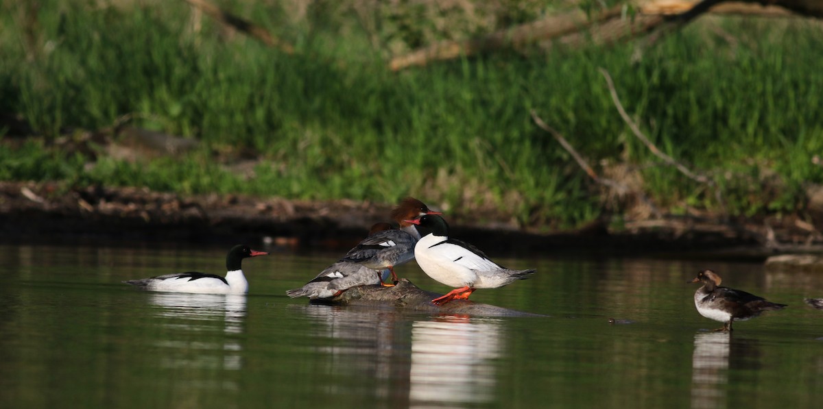 Common Merganser (North American) - ML29538021