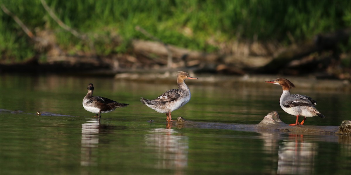 Red-breasted Merganser - ML29538111