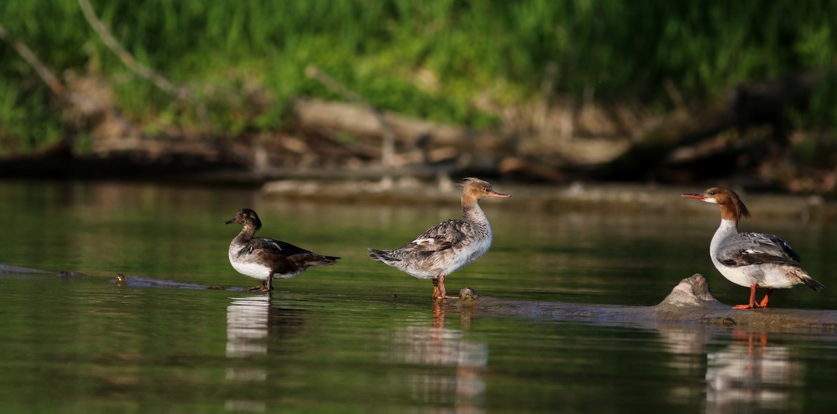 Red-breasted Merganser - ML29538121