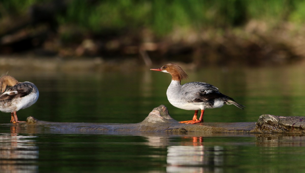 Common Merganser (North American) - ML29538131