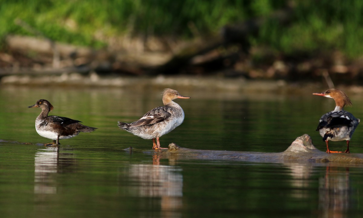 Red-breasted Merganser - ML29538161