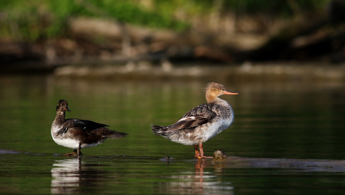 Red-breasted Merganser - ML29538201