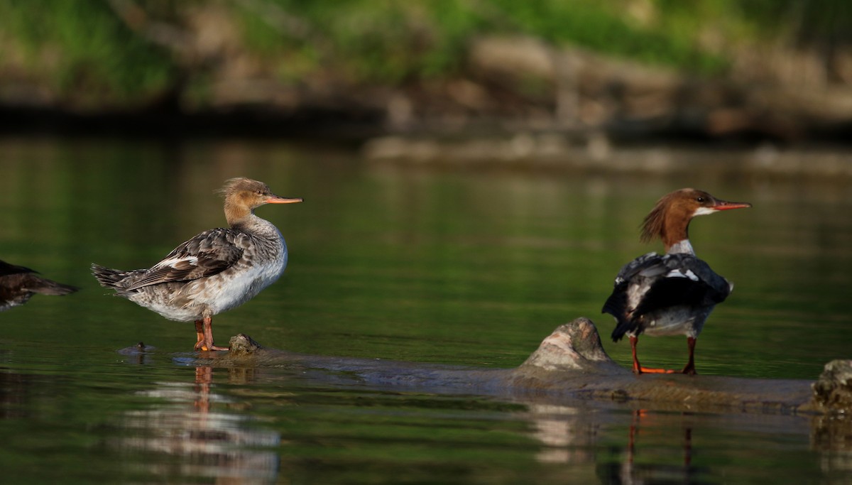 Red-breasted Merganser - ML29538241