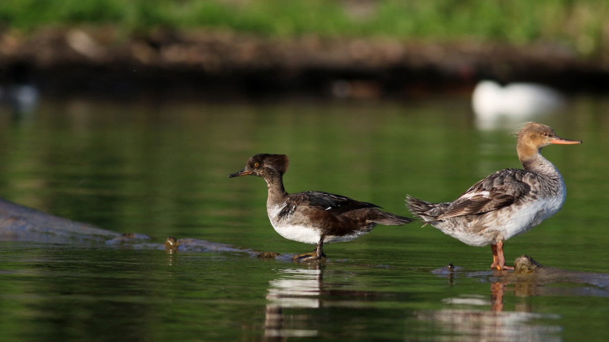 Hooded Merganser - ML29538261