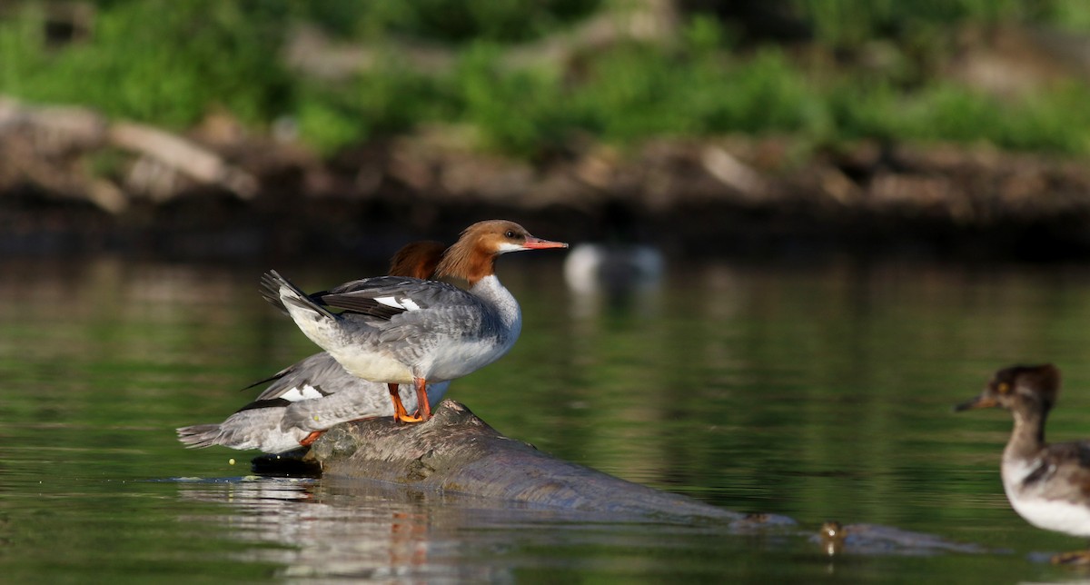 Common Merganser (North American) - ML29538291