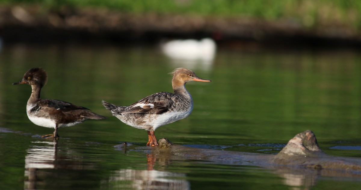 Red-breasted Merganser - Jay McGowan