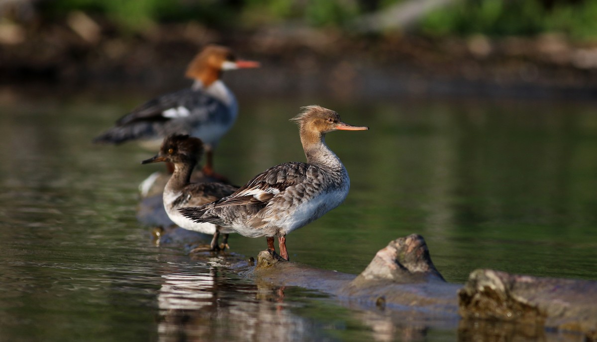 Red-breasted Merganser - ML29538401