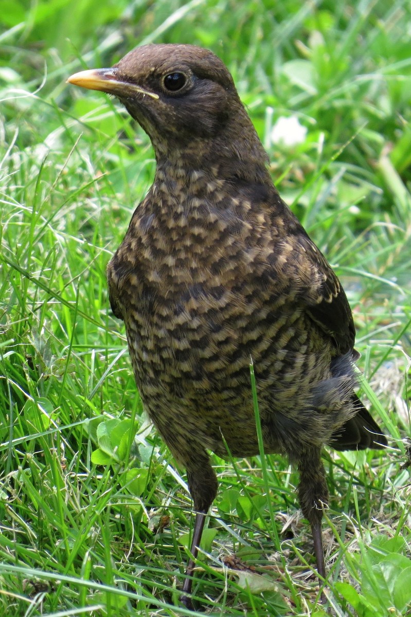 Tibetan Blackbird - ML295384061