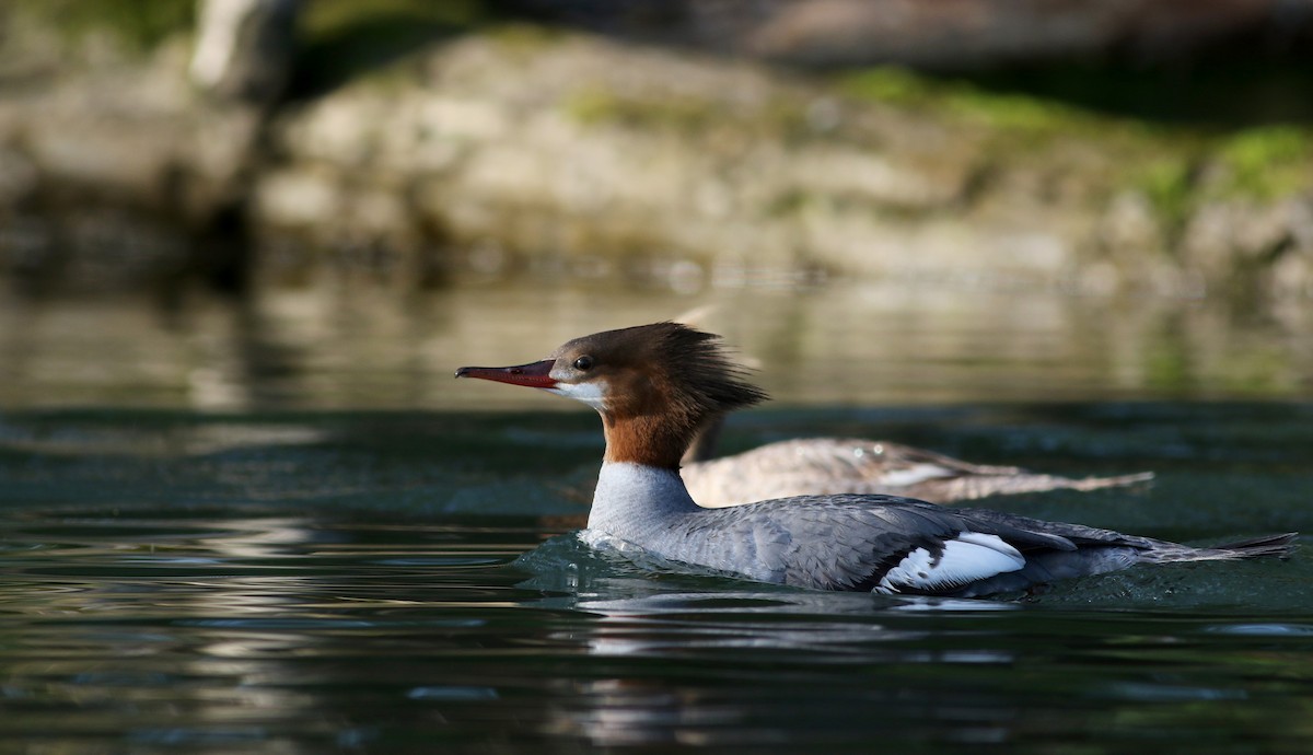 Common Merganser (North American) - ML29538451