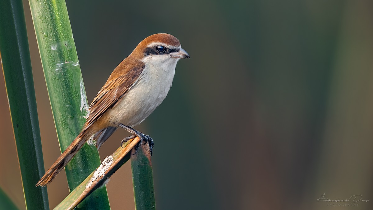 Brown Shrike - ML295386931