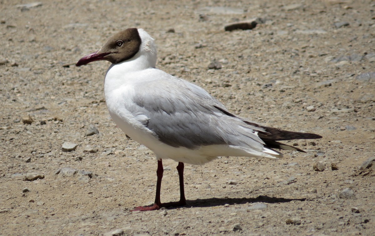 Brown-headed Gull - Leszek Noga