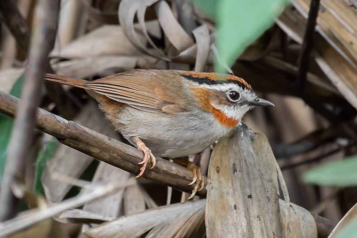 Rufous-throated Fulvetta - ML295387661