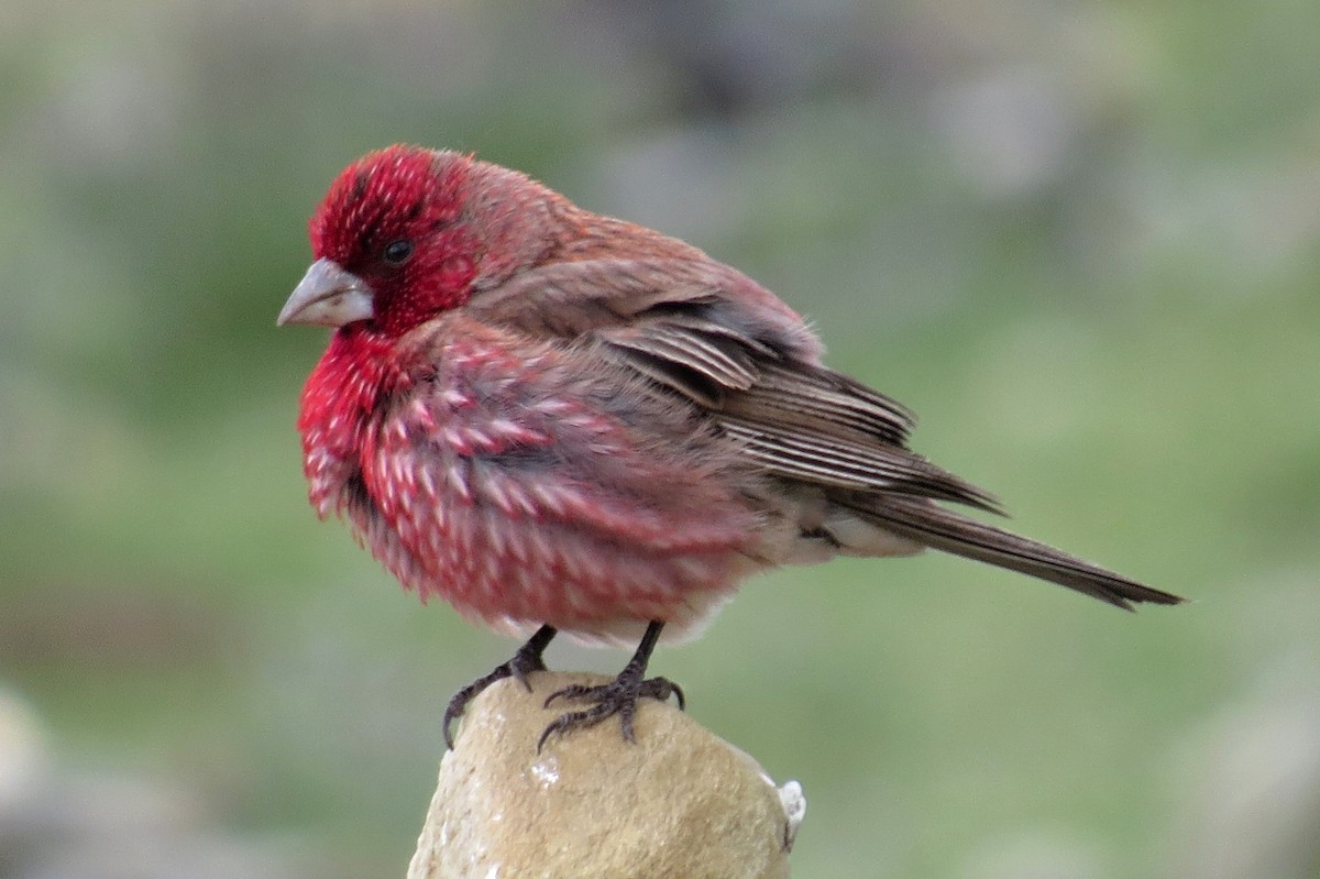 Streaked Rosefinch - Leszek Noga