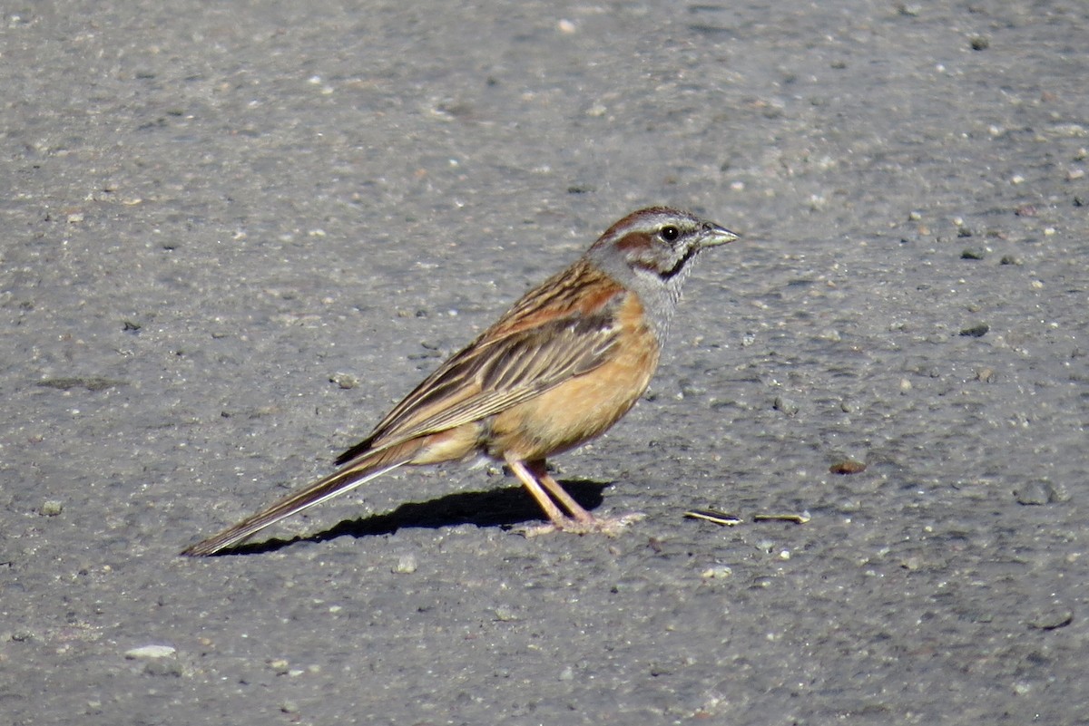 Godlewski's Bunting - ML295388311