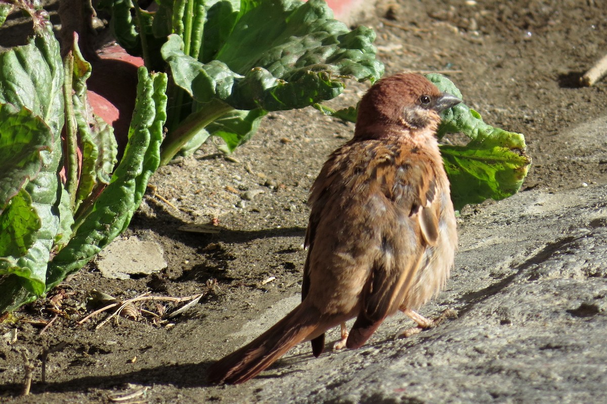 Russet Sparrow - ML295388721