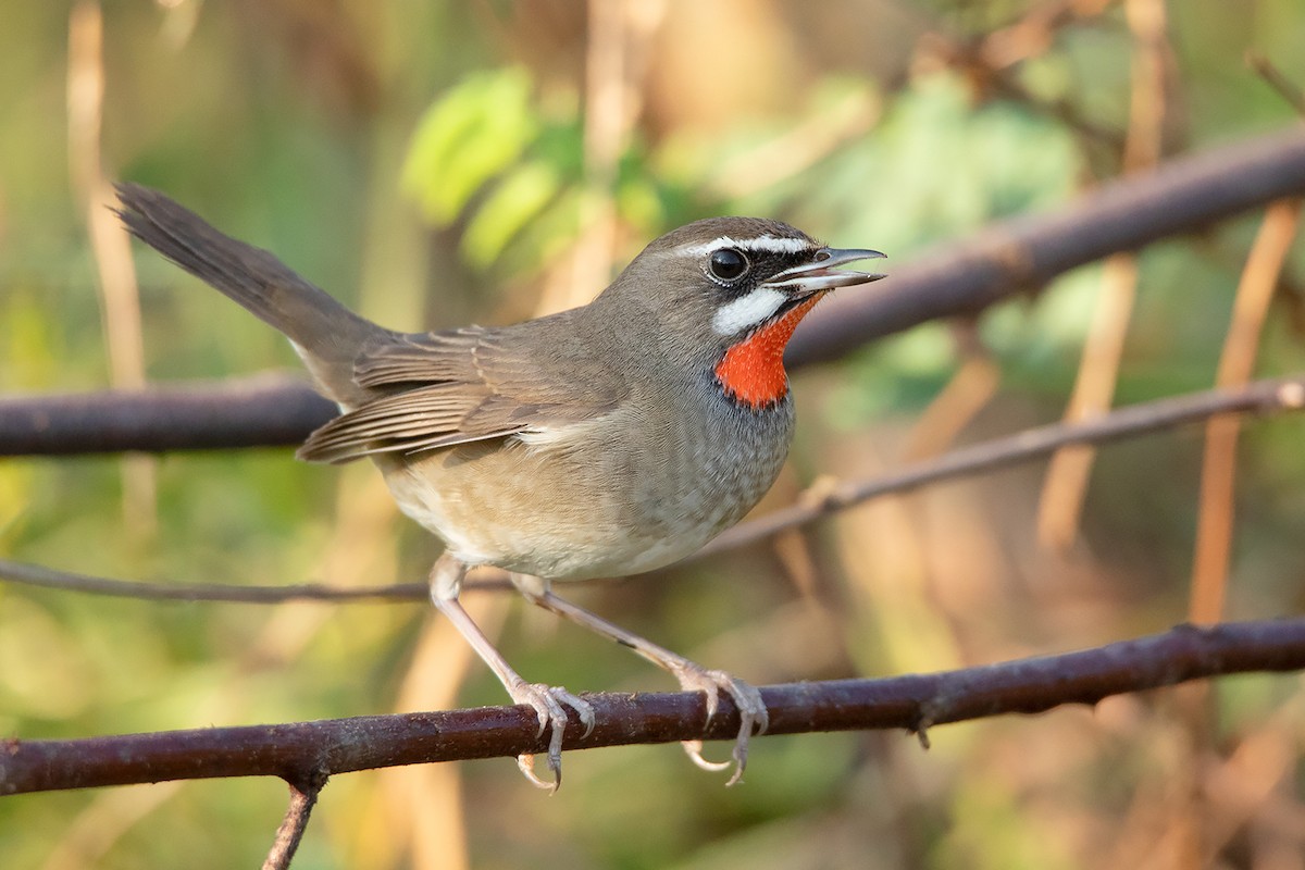 Siberian Rubythroat - ML295388811