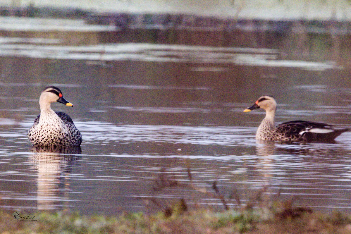 Indian Spot-billed Duck - ML295389661