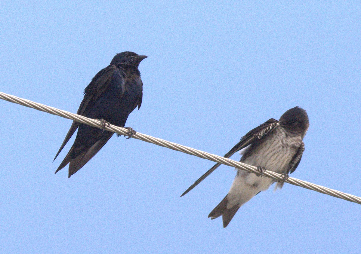 Purple Martin - Richard Merrigan