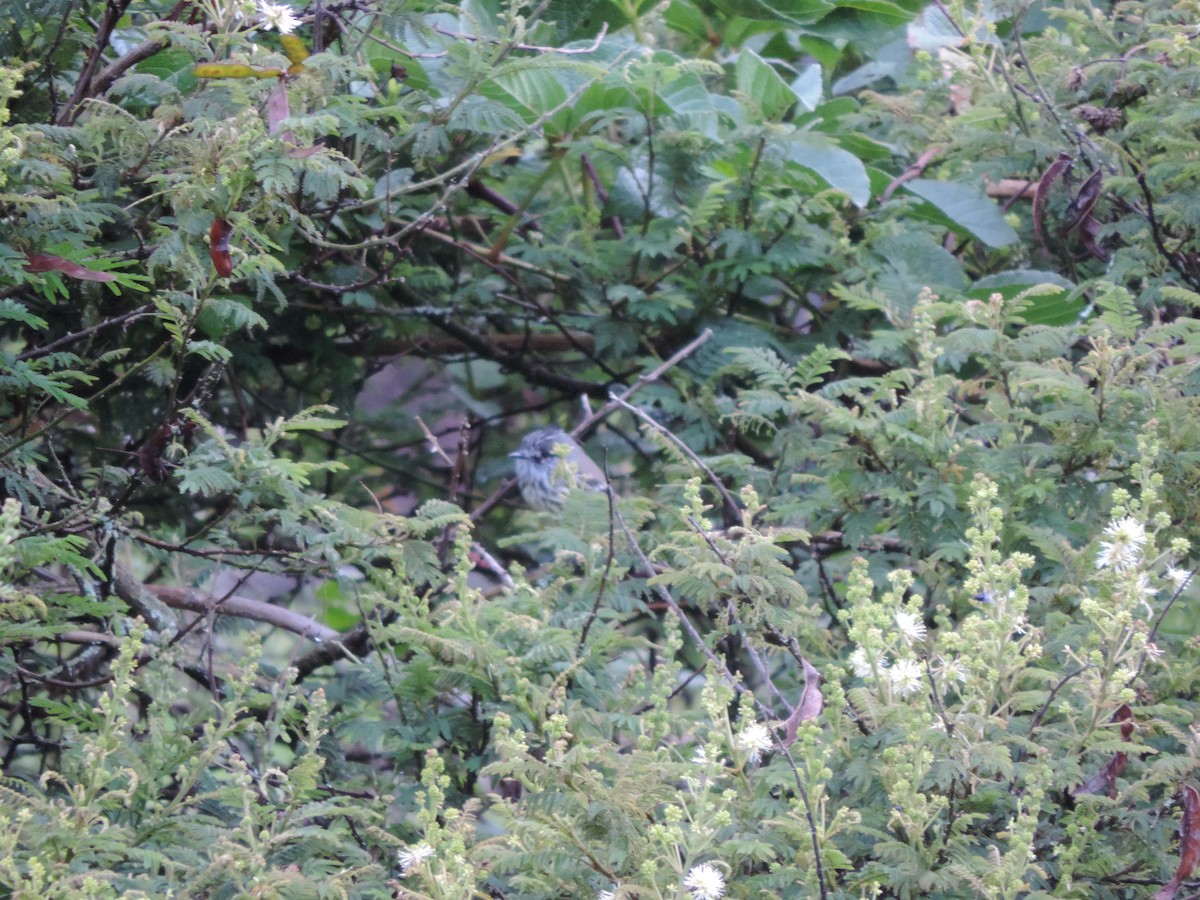 Tufted Tit-Tyrant - Jorge Velasquez