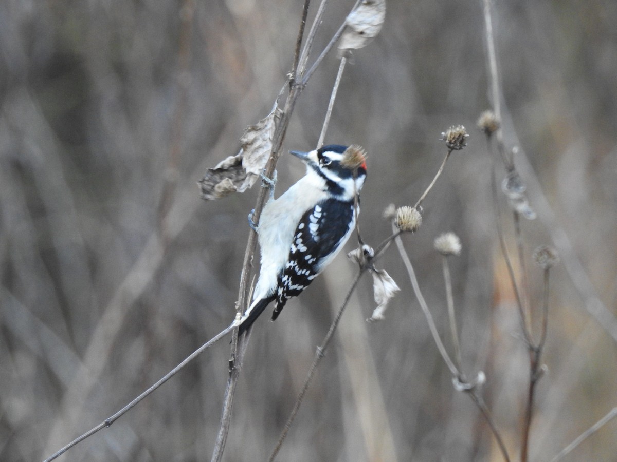 Downy Woodpecker - ML295394491
