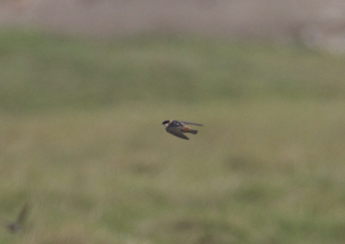 Chestnut-collared Swallow - Eric Barnes