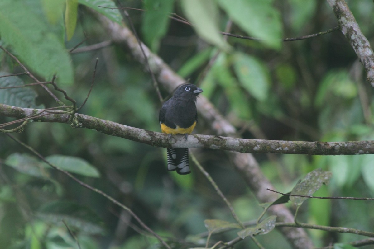 Green-backed Trogon - ML295400761