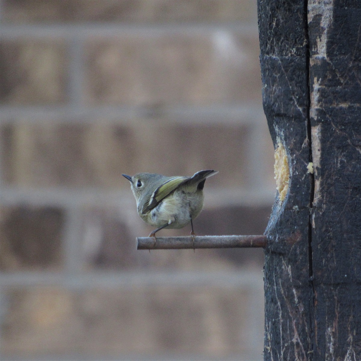 Ruby-crowned Kinglet - ML295400881