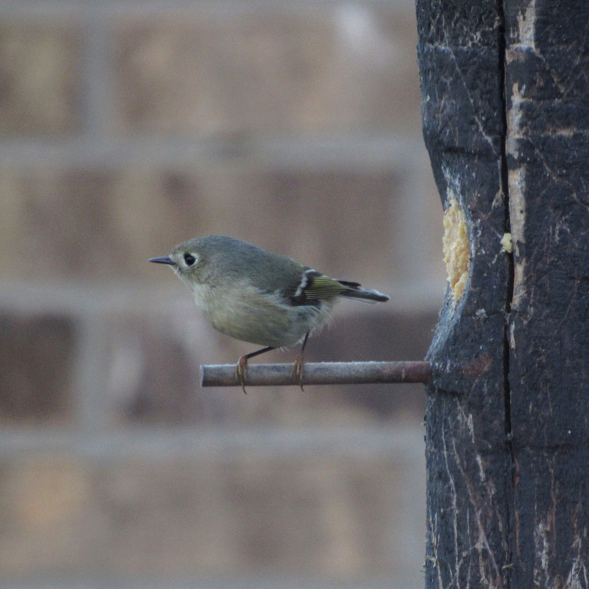 Ruby-crowned Kinglet - ML295400931