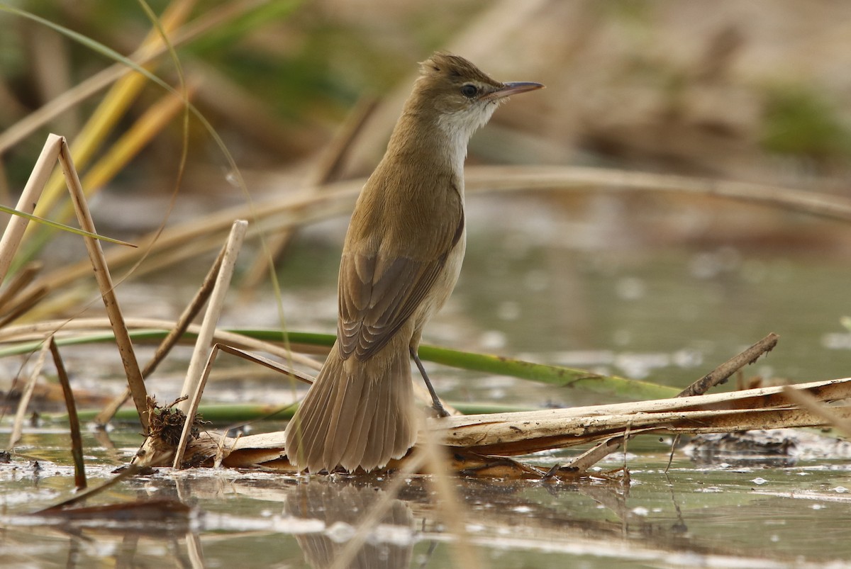 Clamorous Reed Warbler - ML295401871