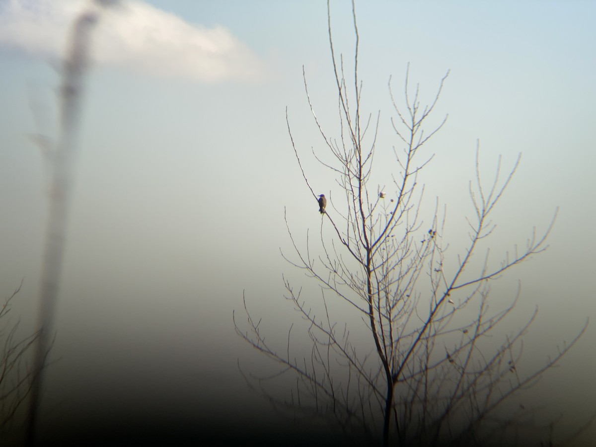 Northern Flicker - ML295401881