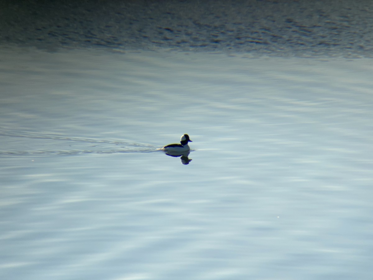 Bufflehead - ML295401891