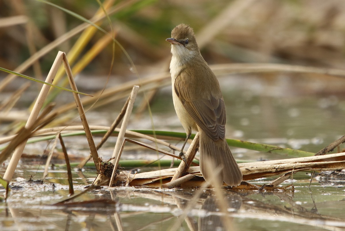 Clamorous Reed Warbler - ML295402031