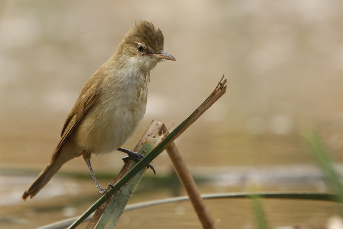 Clamorous Reed Warbler - ML295402491