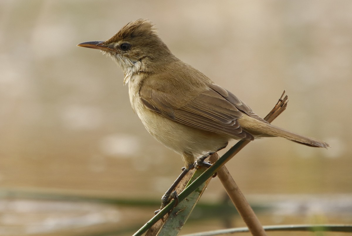 Clamorous Reed Warbler - ML295402781