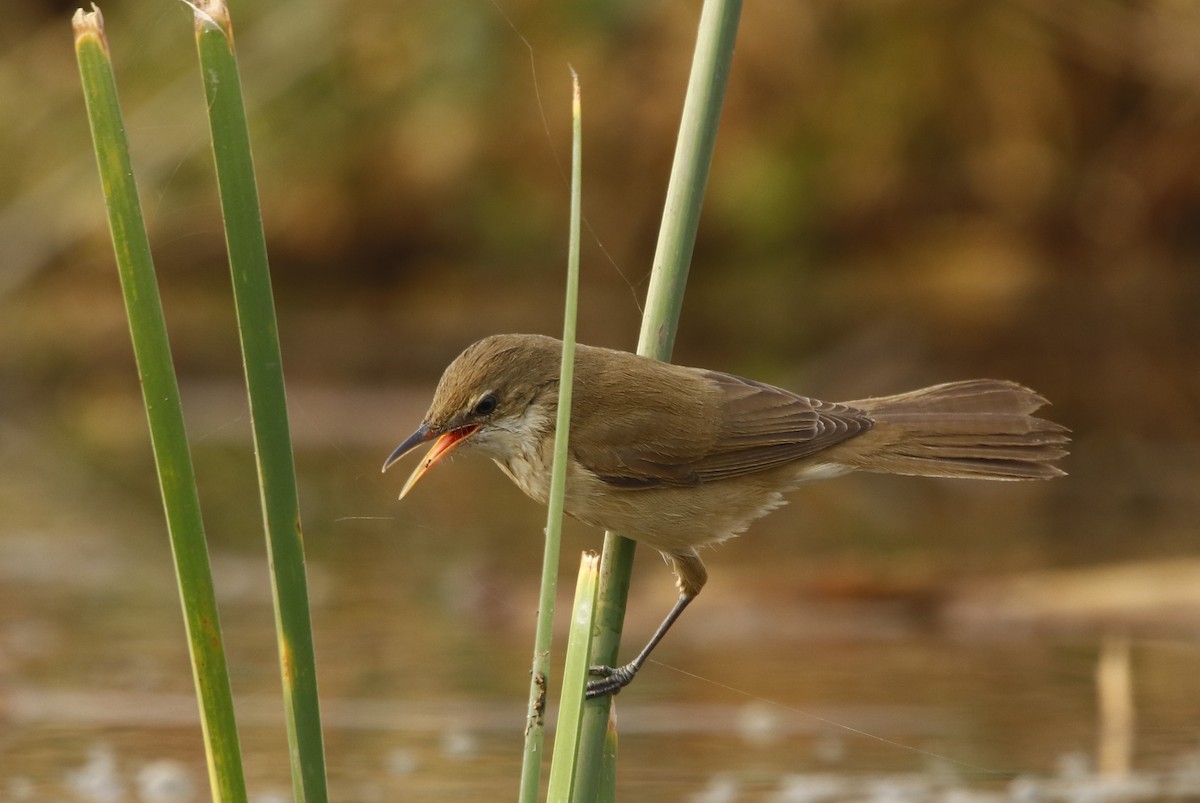 Clamorous Reed Warbler - ML295403091