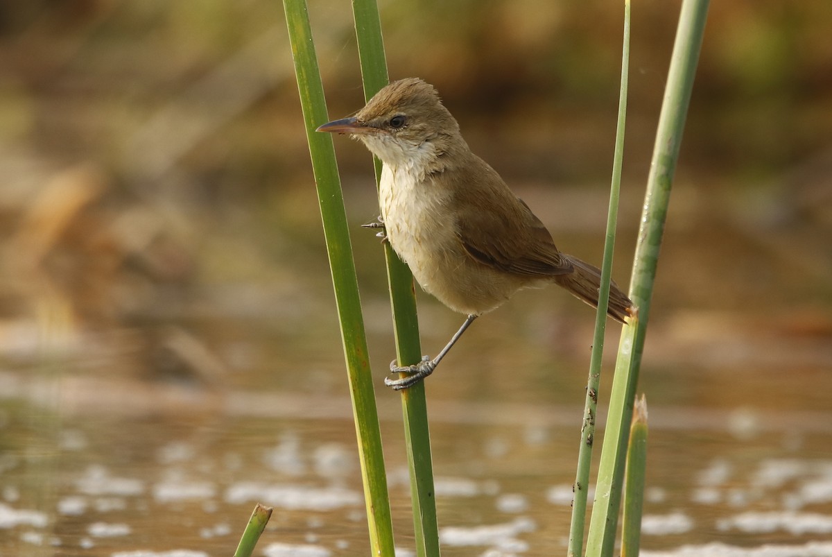 Clamorous Reed Warbler - ML295403381