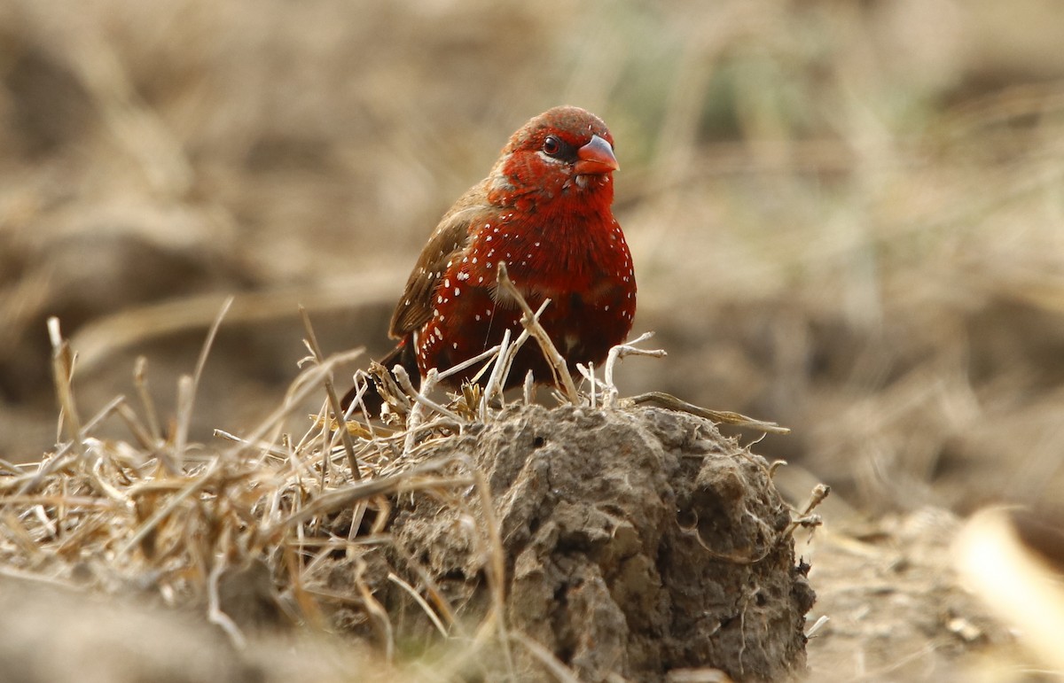 Red Avadavat - Bhaarat Vyas