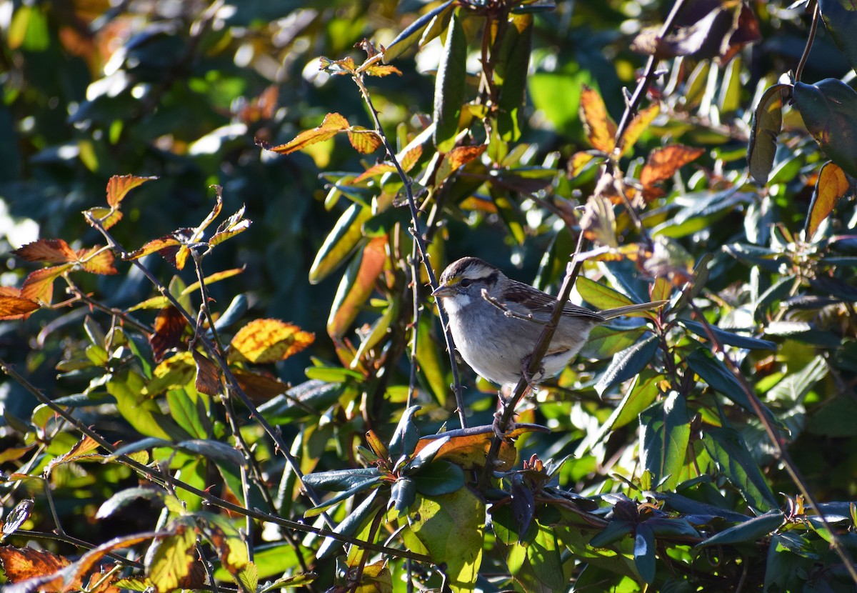 White-throated Sparrow - ML295404821