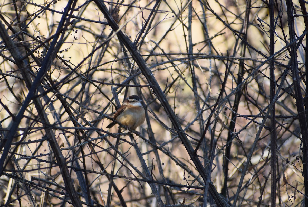 Carolina Wren - ML295404831