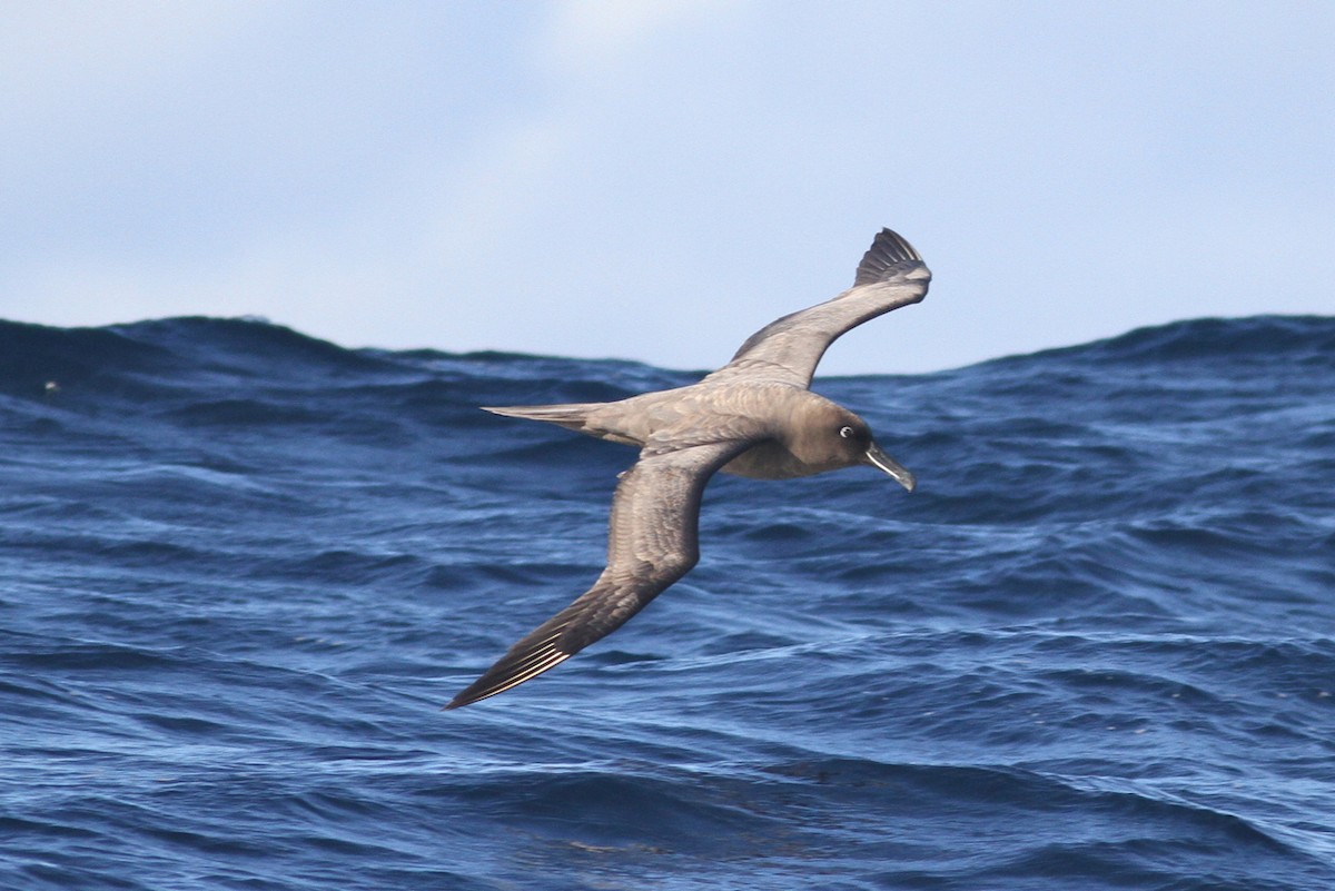 Sooty Albatross - Robert Hamilton