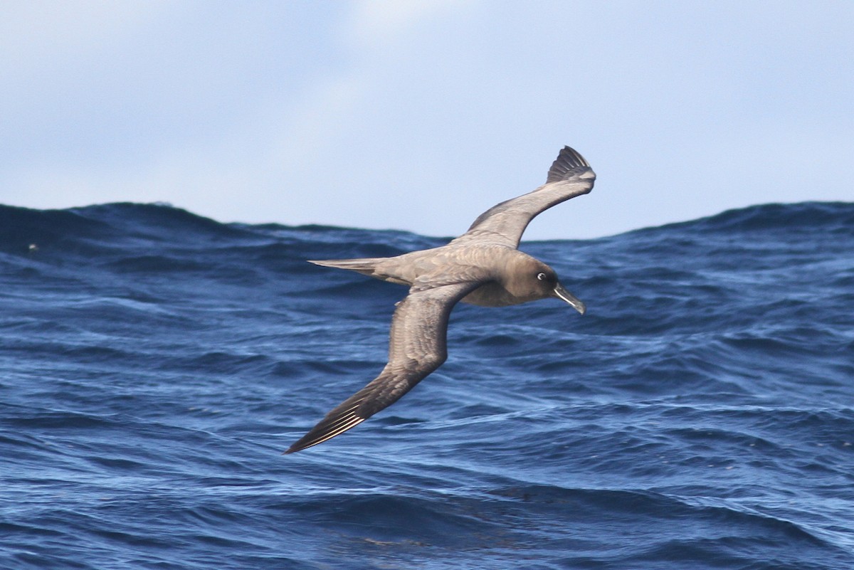 Sooty Albatross - ML29540541