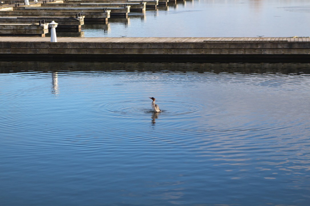 Common Merganser - ML295406681