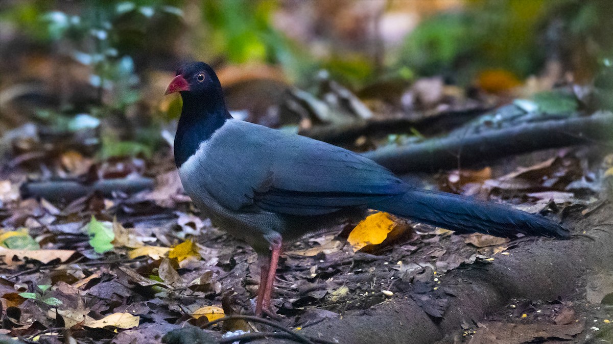 Coral-billed Ground-Cuckoo - James Livaudais