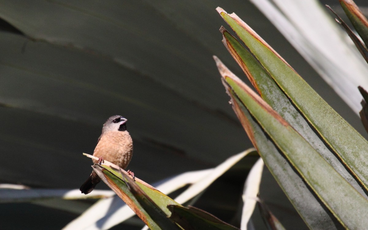 Madagascar Munia - ML295407231