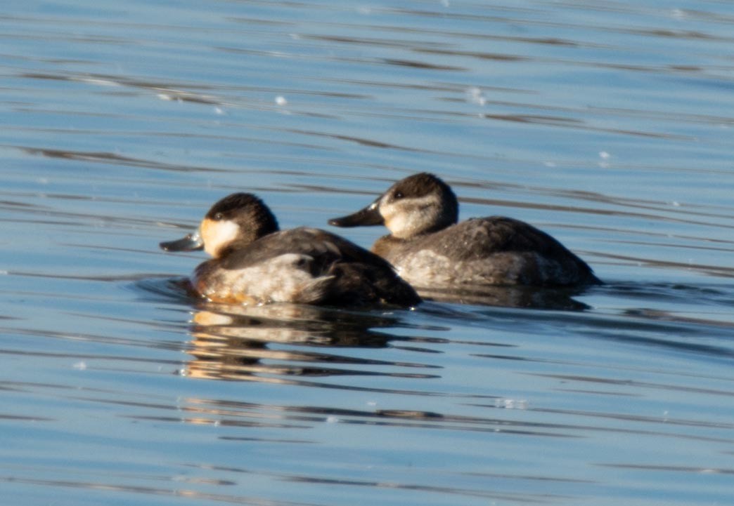 Ruddy Duck - ML295407941