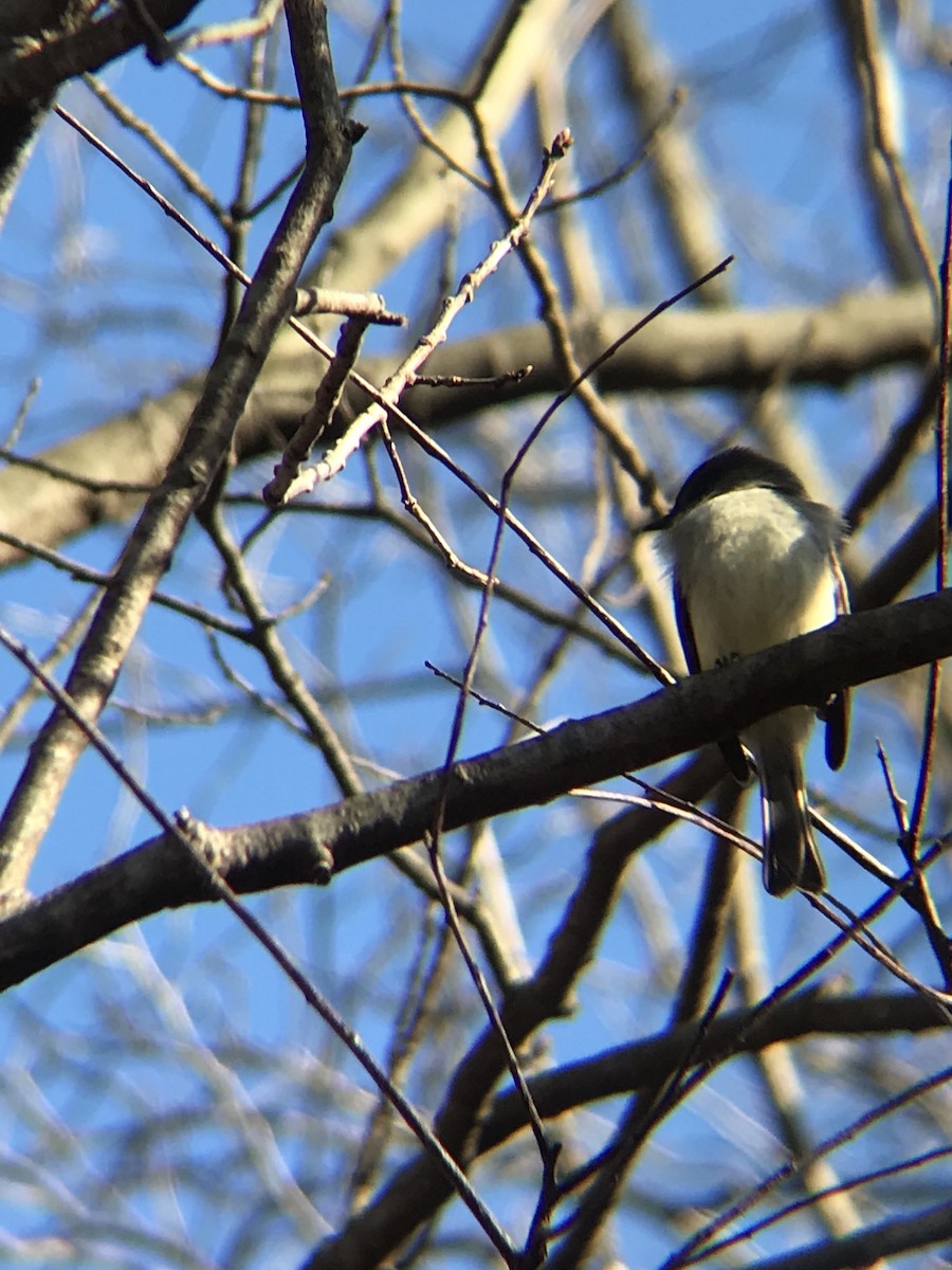 Eastern Phoebe - ML295410011