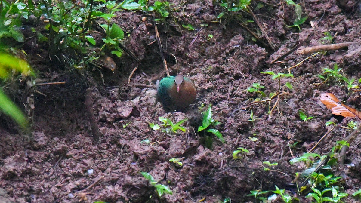 Palomita Esmeralda Cabecigrís - ML295410521