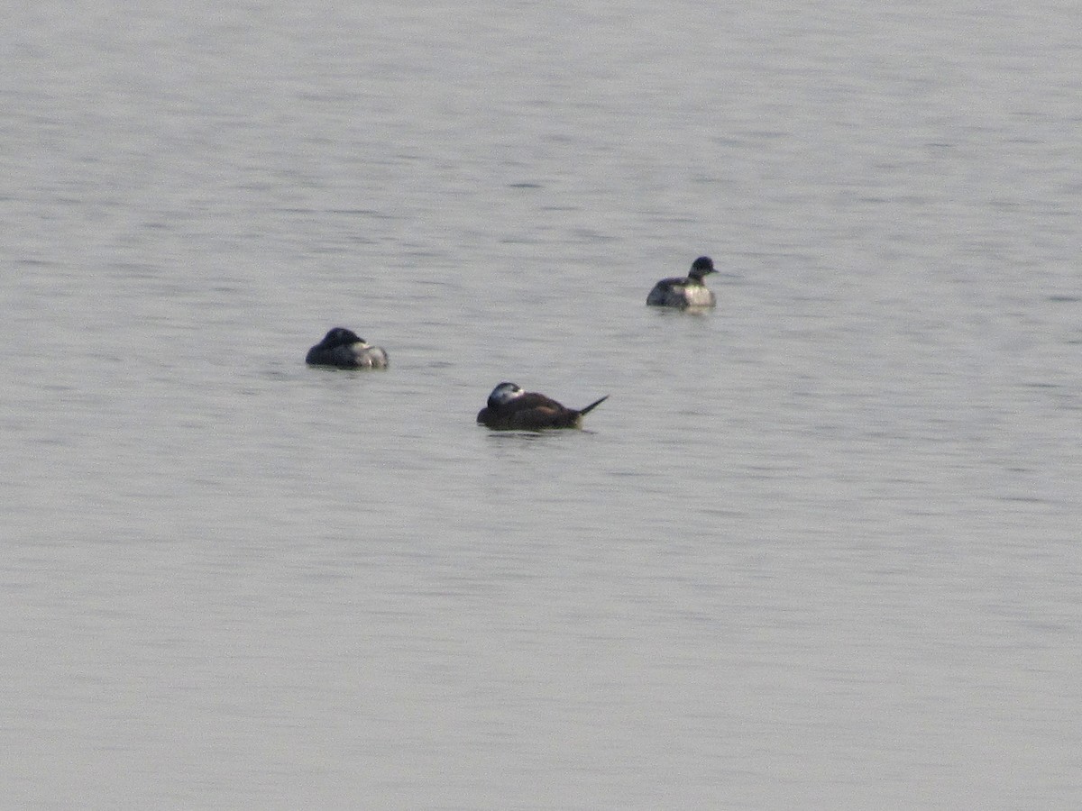 White-headed Duck - Pietro Melandri