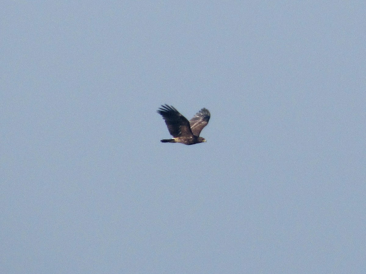 Greater Spotted Eagle - ML295410831
