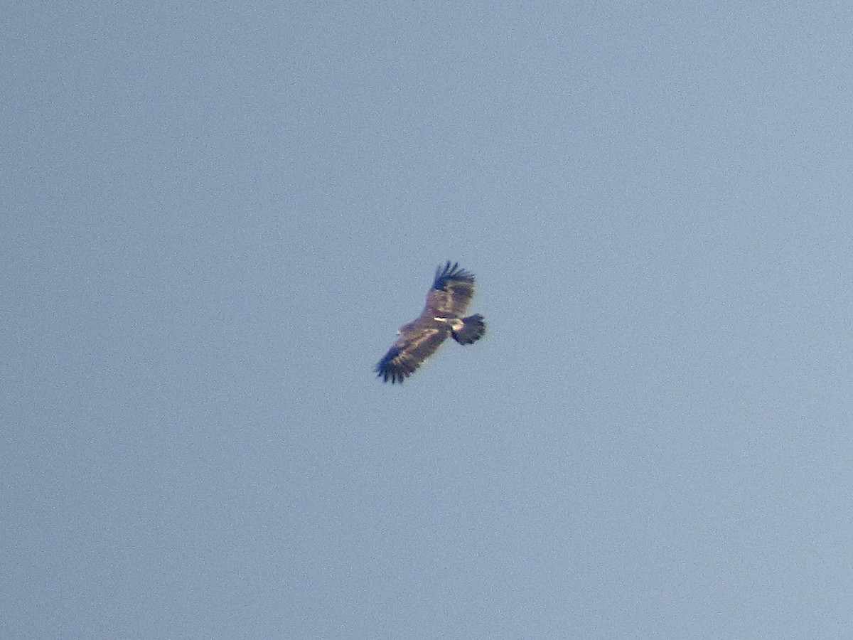 Greater Spotted Eagle - ML295410841